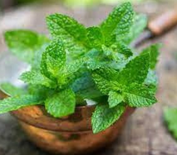 Mentha (نعنع)