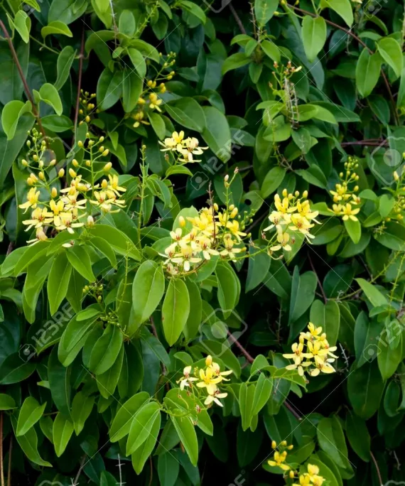 Citharexylum quadrangulare (ياسمين استرالى)