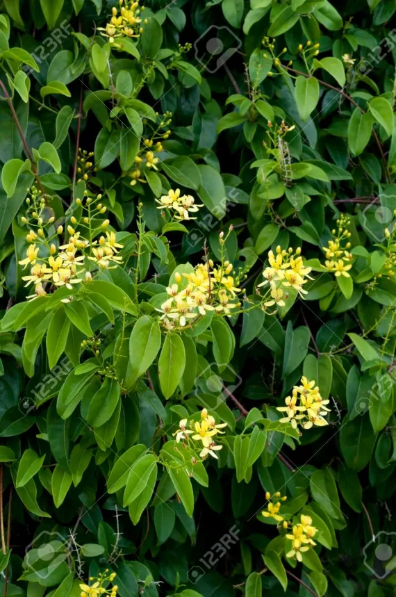 Citharexylum quadrangulare (ياسمين استرالى)