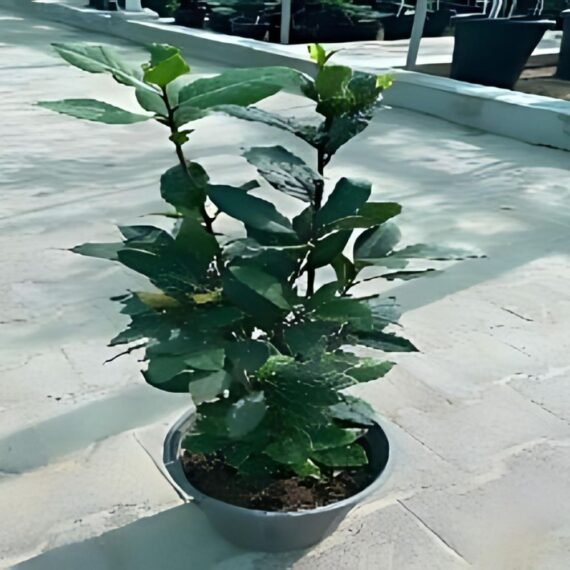 LAURUS NOBILIS (ورق غار)