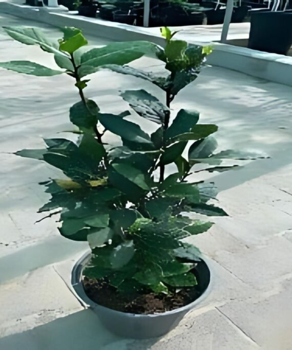LAURUS NOBILIS (ورق غار)
