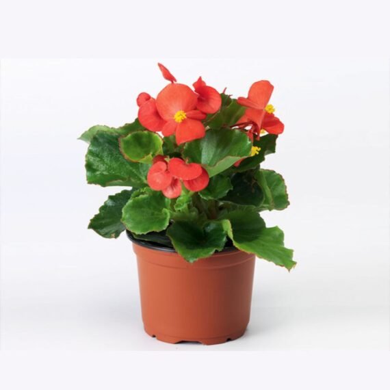 BEGONIA (بيغو نيا