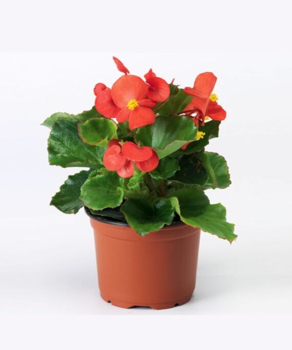 BEGONIA (بيغو نيا