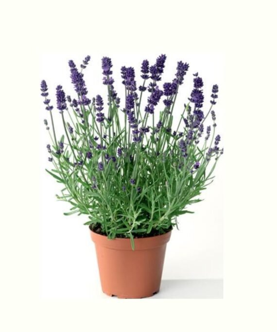 LAVANDULA ANGUSTIFOLIA (لا فندر)