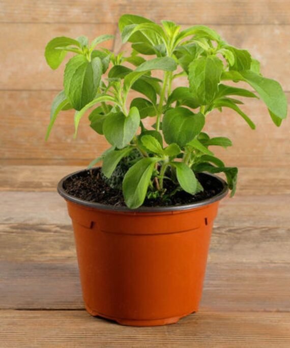 STEVIA (ستيفيا)