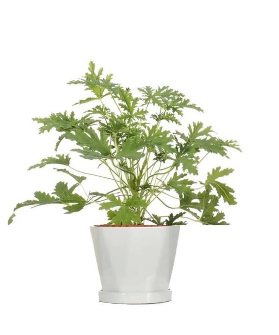 PELARGONIUM GRAVEOLENS (عطره)