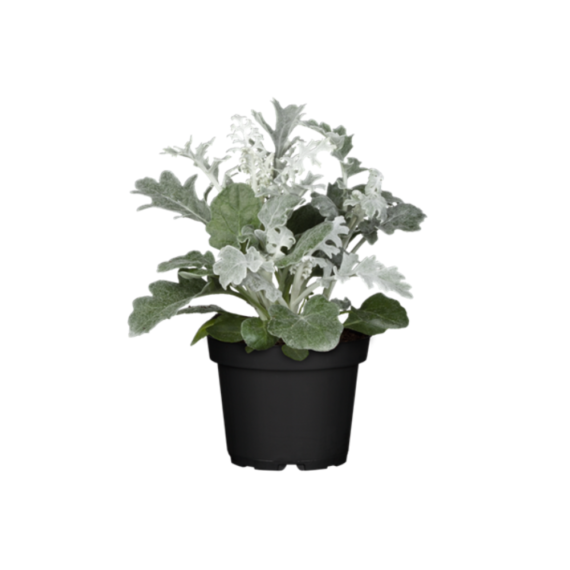 SENECIO CINERARIA (شاطيية)