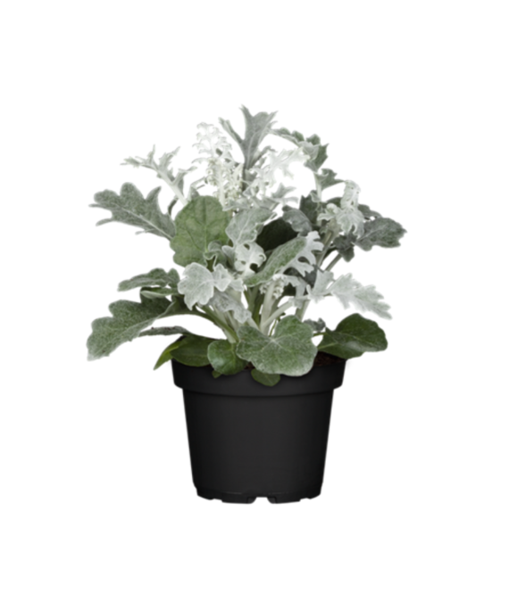 SENECIO CINERARIA (شاطيية)