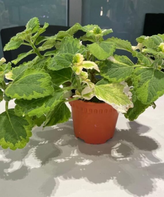 PLECTRANTHUS GLABRATUS (بخوره)
