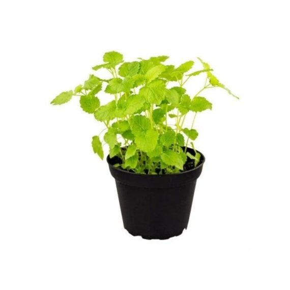 MELISSA OFFICINALIS (مليسة)