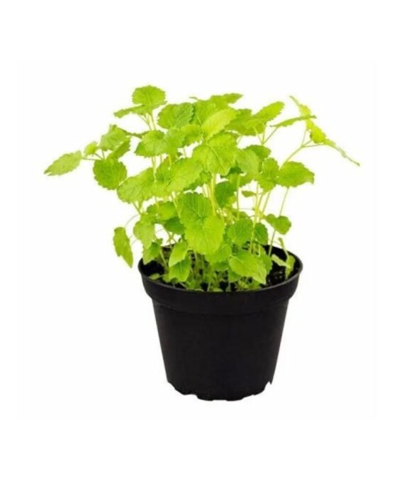 MELISSA OFFICINALIS (مليسة)