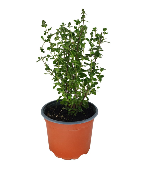 ORIGANUM MAJORANA (بردقوش)