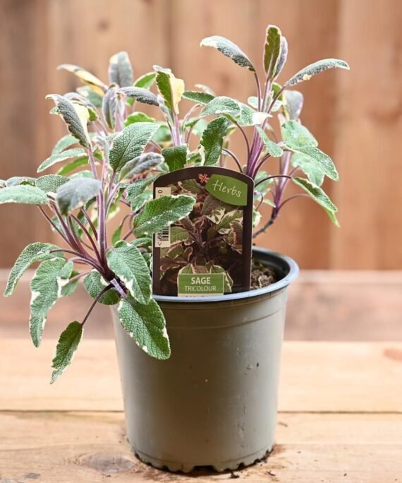 SALVIA OFFICINALIS (ميرمية)